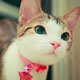 萌猫可爱QQ头像：不完美才是爱情真实的样子