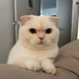 可爱好看的萌宠猫咪系列微信情侣头像