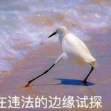 试探个屁