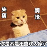 我只会是说话的可爱猫咪