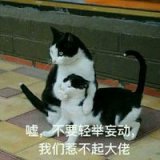 神奇的可爱猫咪