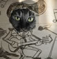 搞怪的猫咪可爱图片素材：在梦里呢喃着你的名字