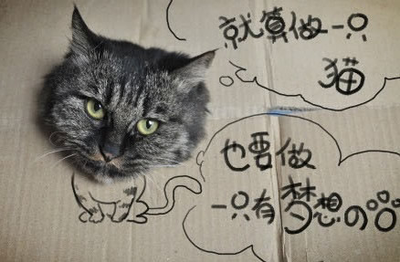 搞怪的猫咪可爱图片素材：在梦里呢喃着你的名字