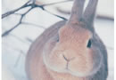 兔兔有种怕疼的安静。可爱小兔兔图片