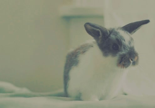 可爱小兔兔QQ空间素材_世态炎凉淡漠了谁的纯真
