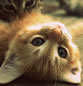 猫咪的眼神可爱图片：小疯小狂小野蛮