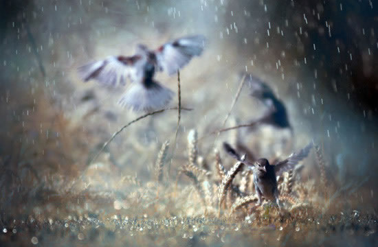 漂亮雨中非主流伤感图片_怎么释怀╮我对你的爱