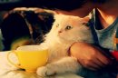 歌者与猫 ni喜欢吗