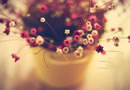 我喜欢小清新的花花 唯美图片