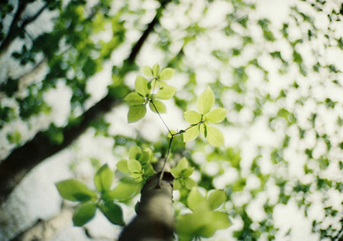 旧城梦境的唯美图片：淡淡的茶香幽幽的雨