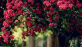 少年心中的花海、