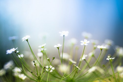 陌上花开 唯美图片