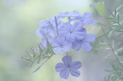 阳光森系的唯美图片