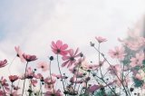 闲看花开 静待花落 冷暖自知 干净如始