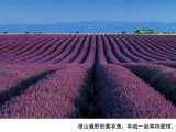 普罗旺斯 高清美图