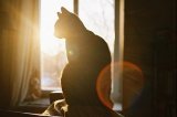 猫样的优雅 唯美吗