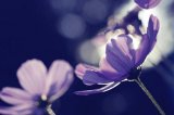 那一片花海