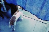 狸猫深巷 意境美图