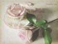 花开花飘零、落在谁的指尖