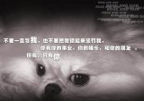 曾以为你不会离开我。