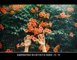 什么时候说起你我也可以笑得风轻云淡。