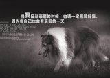 我是你最忠诚的朋友，请不要残忍的对待我
