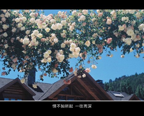 为了你，我赌上了青春