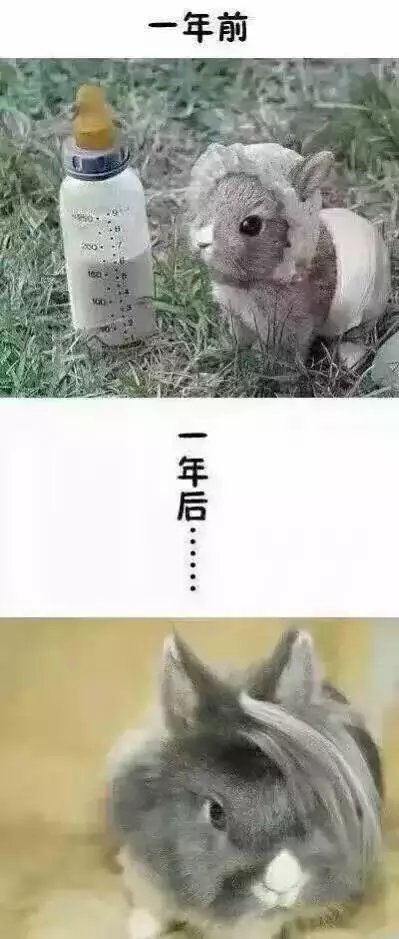 萌宠一年前和一年后的对比