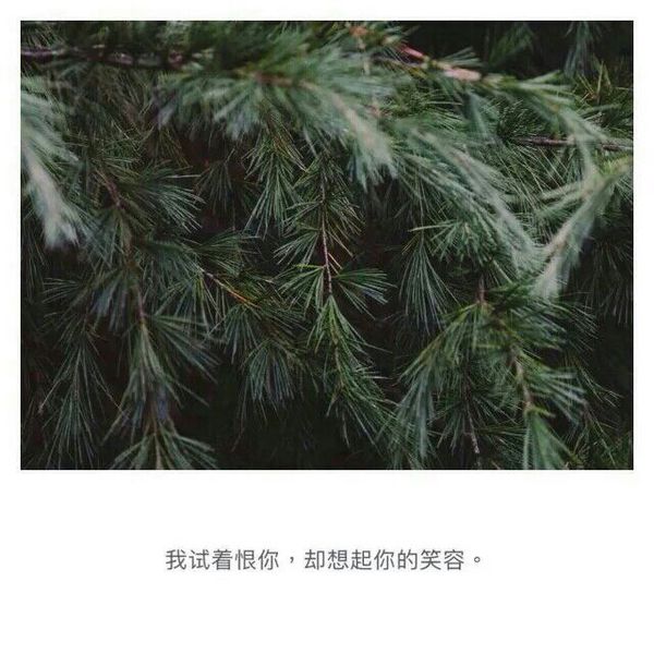 唯美图片，文字图片,情侣图片qqqqp