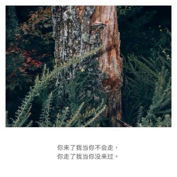 唯美图片，文字图片,情侣图片qqqqp