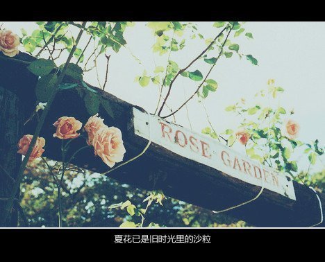 夏花已是旧时光里的沙粒