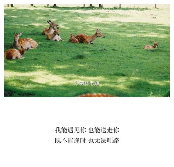 唯美图片，文字图片,情侣图片qqqqp