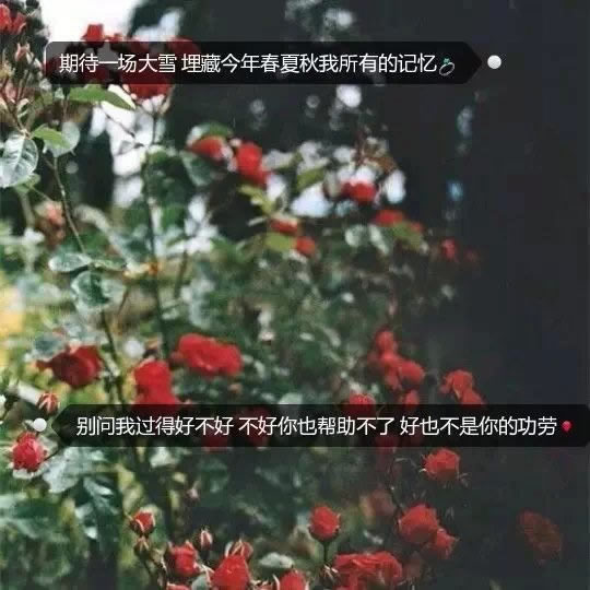 唯美图片，文字图片,情侣图片qqqqp