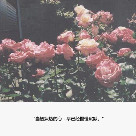 唯美图片，文字图片,情侣图片qqqqp