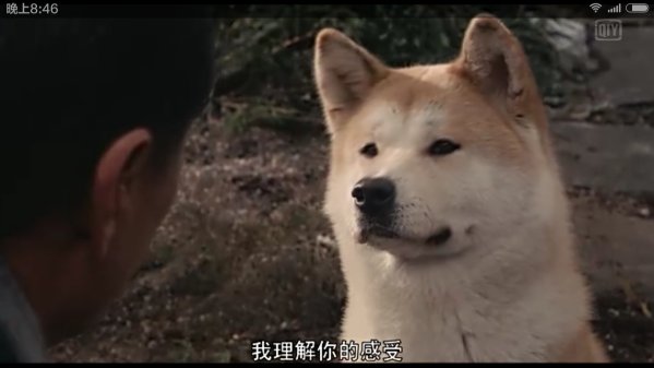小八回到了涩谷车站，并在哪里等了九年