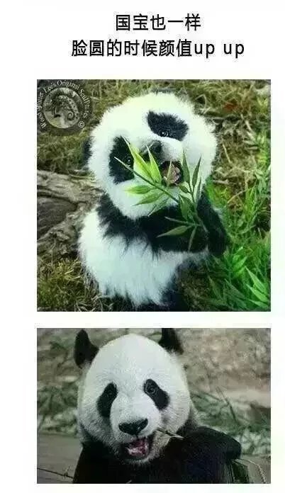 事实证明圆脸比瓜子脸好看
