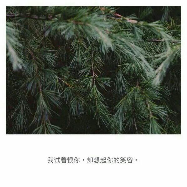 唯美图片，文字图片,情侣图片qqqqp