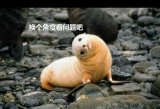 治愈系可爱图