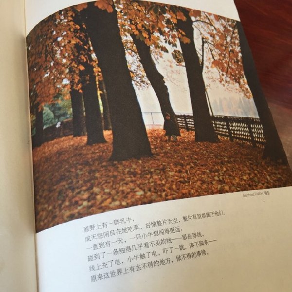 这个世界有千般好，但唯有你最珍贵