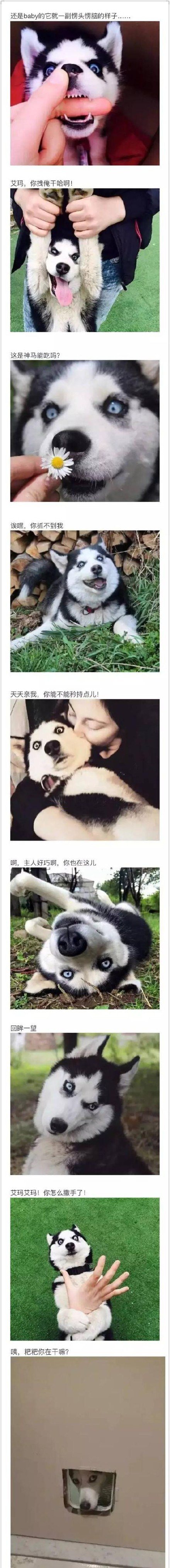 哈士奇真是个表情帝