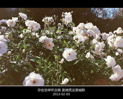 唯美图片，文字图片,情侣图片qqqqp