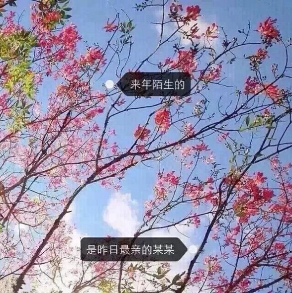 唯美图片，文字图片,情侣图片qqqqp