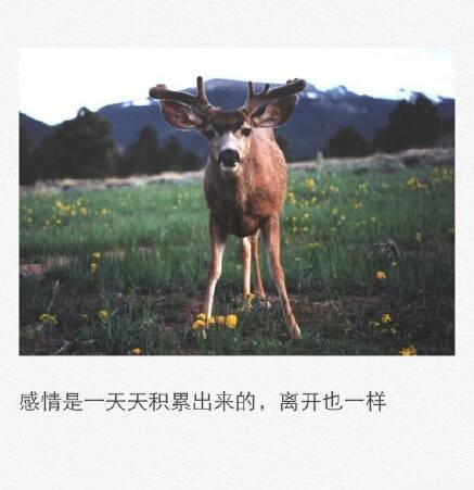 唯美图片，文字图片,情侣图片qqqqp