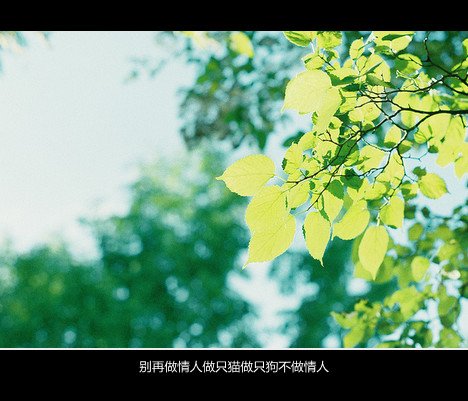 唯美图片，文字图片,情侣图片qqqqp