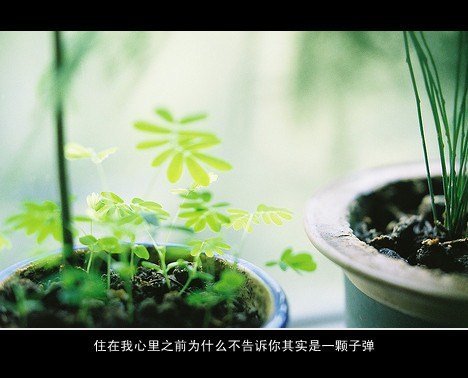 唯美图片，文字图片,情侣图片qqqqp