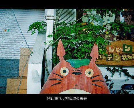 如果有来生 定要当一棵树
