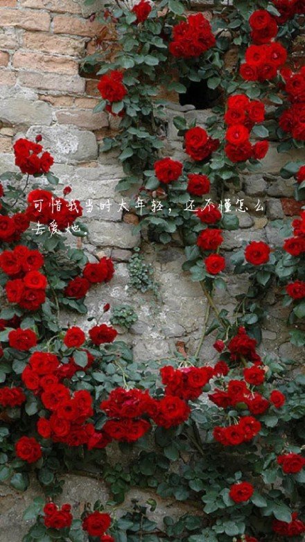 唯美图片，文字图片，动漫图片，情侣图片,qqqqp.com