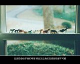深情即是死罪又怎会怕挫骨扬灰
