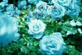 那个少年陷我于深海